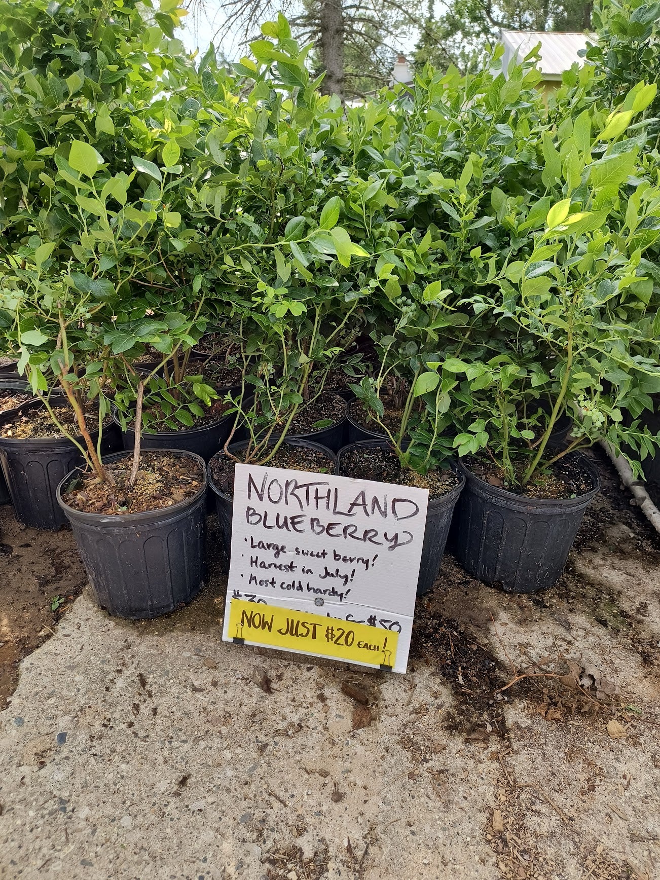 XL Northland Blueberry | Footmore Farms